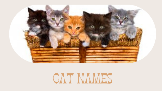 cat names guide